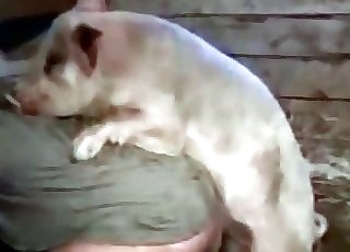 White dog wants to have some intense bestiality sex