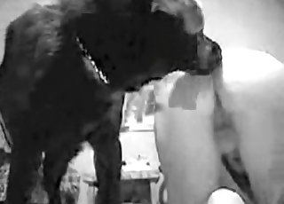 Spectacular black doggy licks her tight hole