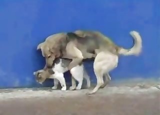 Dog bangs a lovely kitty in doggy style