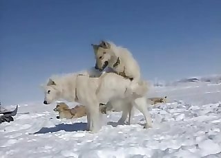 Two white dogs fucking rigid in the snow