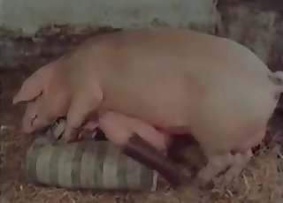 Massive pig pounds a lusty zoophile