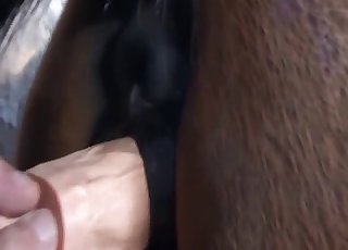 Passionate man shoves a huge toy in the ass of a horse