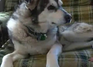 Jerking dog's amazing boner