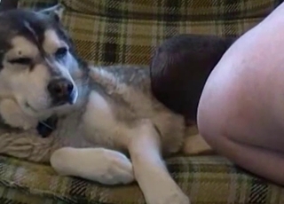 Jerking dog's amazing boner