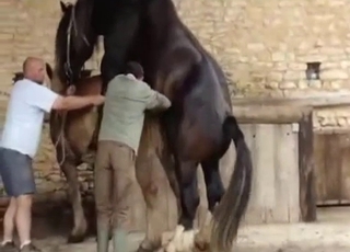 Two horses having nice sex in doggy pose