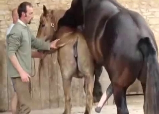 Two horses having nice sex in doggy pose