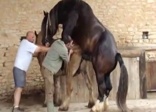 Two horses having nice sex in doggy pose