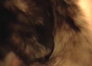 Doggy with big dick hard fucked by a horny zoofil