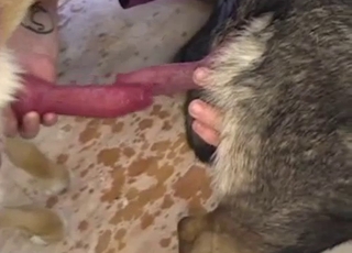 Kinky dogs showing off their cocks on cam