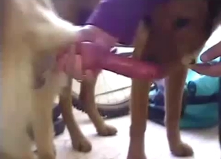 Kinky dogs showing off their cocks on cam
