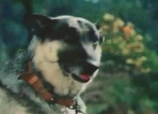 Impressive showcase of sexy dogs