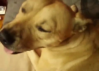 Beautiful doggy is enjoying bestiality XXX