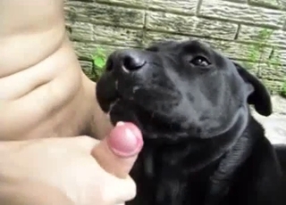 Watch how a sexy doggy is licking a hard boner