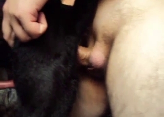 Cute small doggy fucked from behind