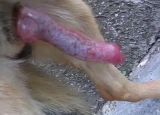 Beautiful doggy dick looks so tasty
