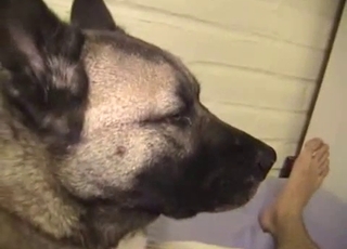 Sexy doggy eating her wide-opened cunt