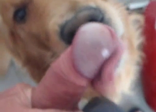 POV zoo blowjob from a scruffy doggo