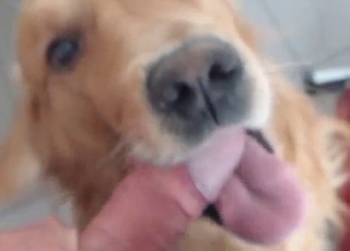 POV zoo blowjob from a scruffy doggo