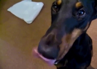 Angry doggy licking a big cock on cam