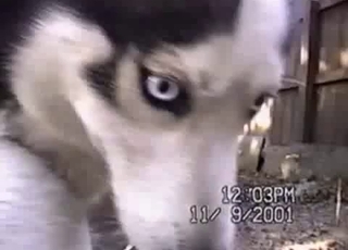 Hardcore sex action with stunning Husky