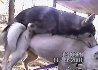 Hardcore sex action with stunning Husky