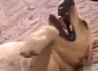 This cute dog wants to have all sorts of kinky pleasures