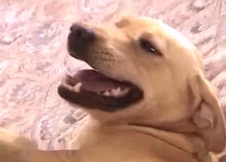 This cute dog wants to have all sorts of kinky pleasures