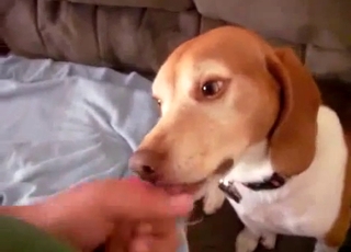 Spotted dog sucks my loaded boner