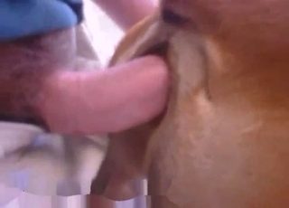 Dog pussy gets gaped by a human cock