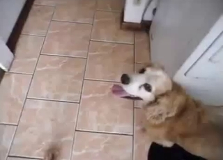 Pale ass for a red, throbbing dog cock