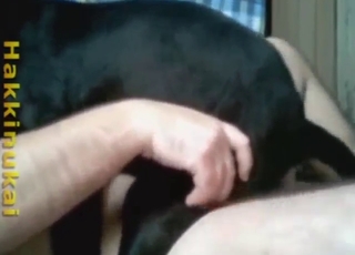 Small black pooch gets IMPALED on his dick
