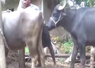 Cow-on-cow action with two beasts that go well