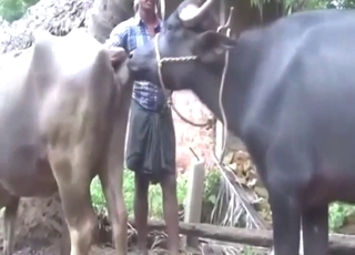 Cow-on-cow action with two beasts that go well