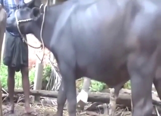 Cow-on-cow action with two beasts that go well