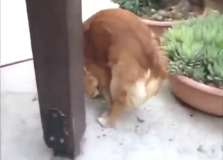 Dog teaser porn movie with a dangling dick