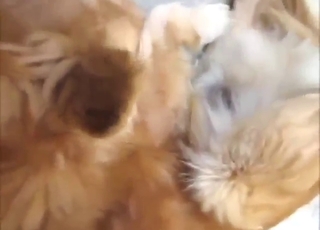 Dog teaser porn movie with a dangling dick