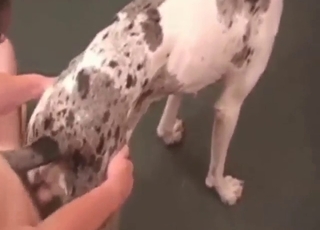 Whole fucking spectacle with a guy and his dog