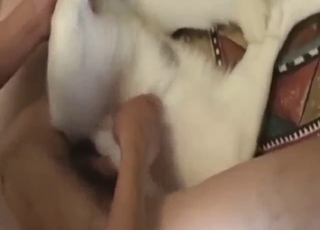 Zoophile porn movie shows a guy fucking DOG