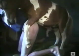 Tight and super-sensitive ass fucked by a horse