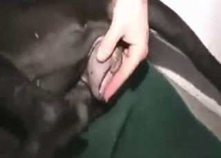 Big dick dude uses his penis to fuck black dog