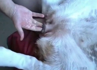 Slowly jamming a huge meatpipe in doggy