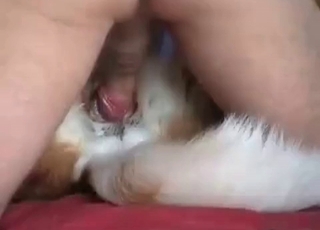 Slowly jamming a huge meatpipe in doggy