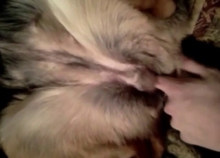 Doggy opens it's butt-hole for my lusty fingers
