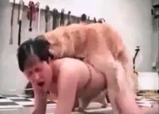 Fast, aggressive pounding from a dog