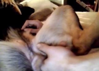 Dog gets finger-fucked on a big sofa