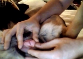 Dog gets finger-fucked on a big sofa