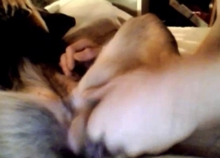 Dog gets finger-fucked on a big sofa