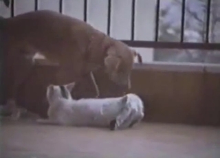 Cute kitty is gonna fuck a super-steamy doggo