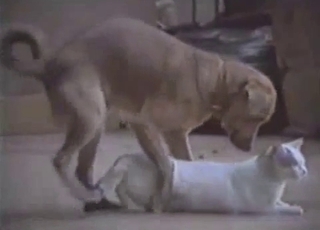 Cute kitty is gonna fuck a super-steamy doggo