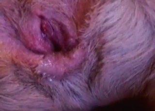 Adorable doggy enjoys ass-fuck sex with a man
